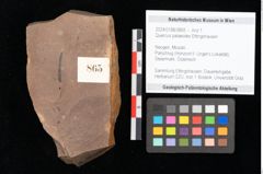 Foto (Objekt + Etikett) von Quercus palaeoilex Ettingshausen (NHMW-GEO-2024-0188-0865)